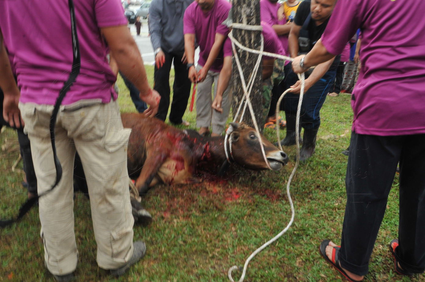 PRO15 150 KORBAN HAS 6795